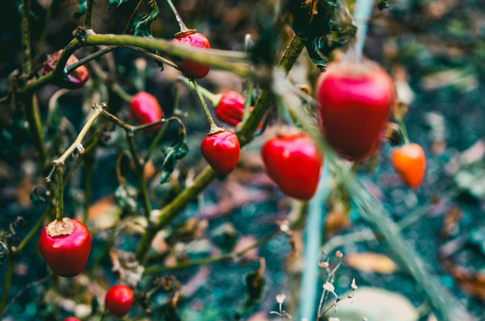 Everything You Need to Know About Sweet Peppers